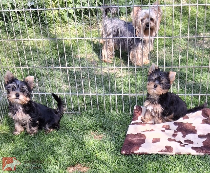 Yorkšírský terier s PP