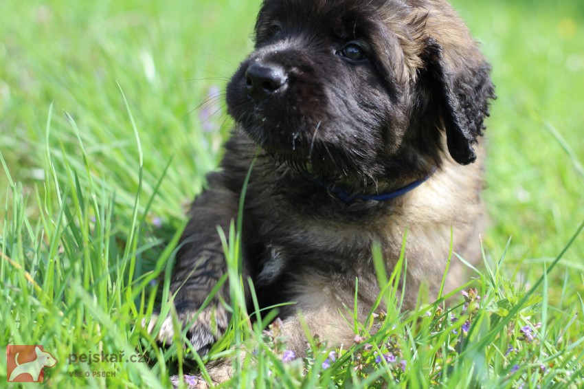 Leonberger - volná štěňata