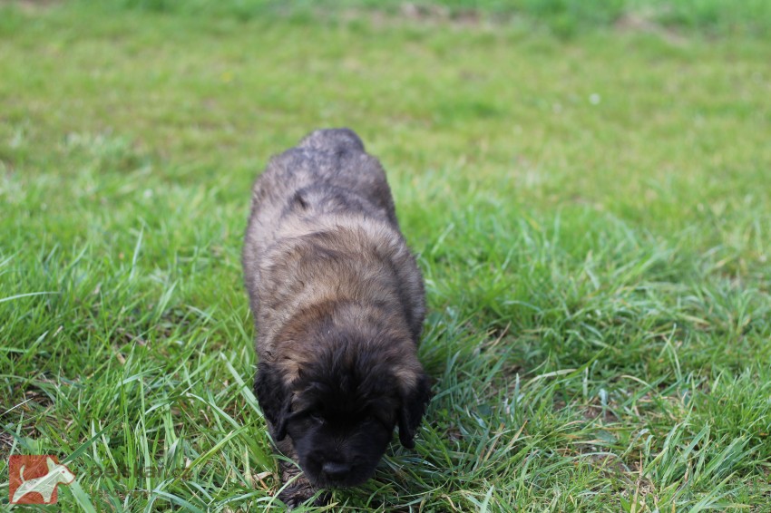 Leonberger - volná štěňata