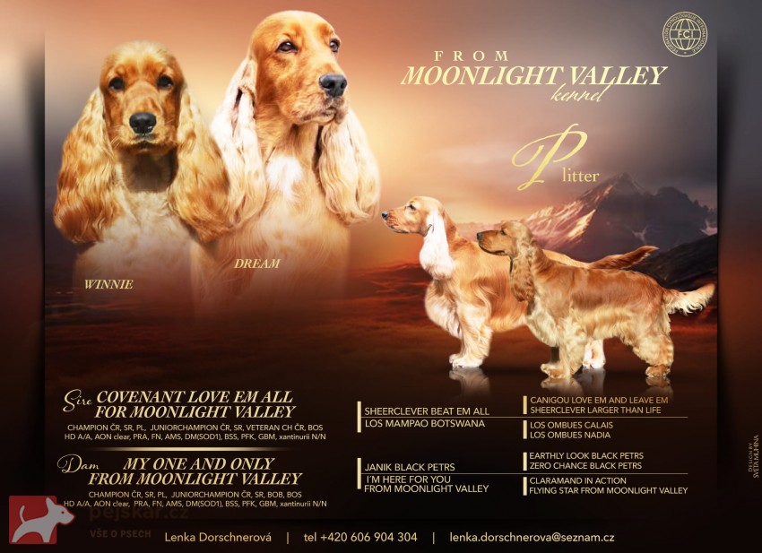 Anglický kokršpaněl