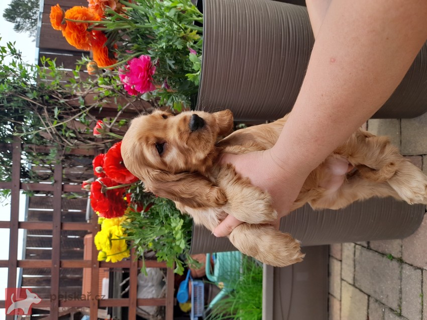 Anglický kokršpaněl