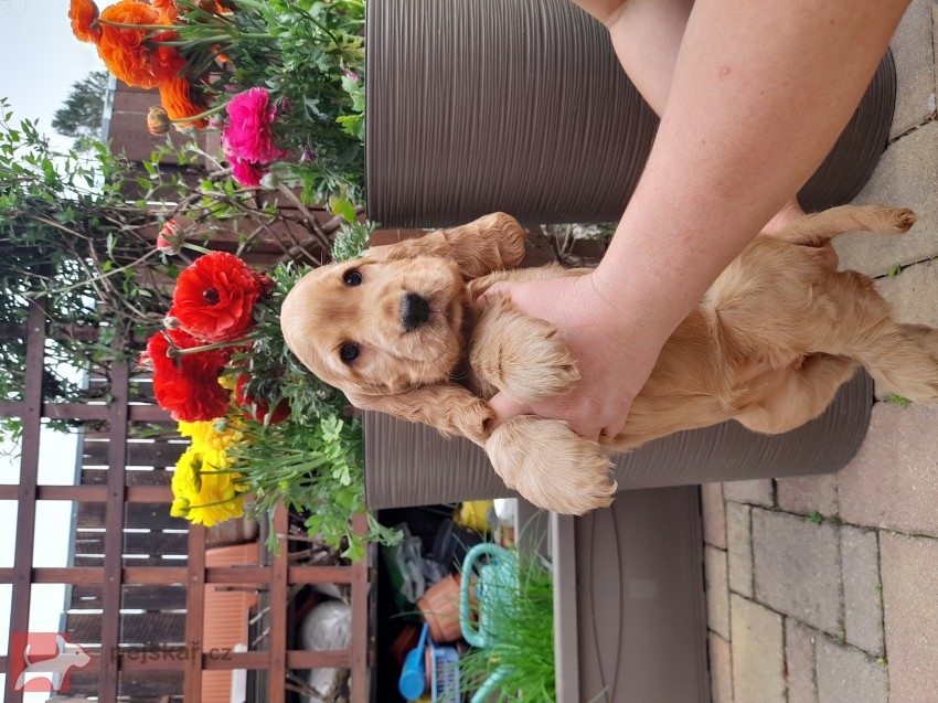 Anglický kokršpaněl