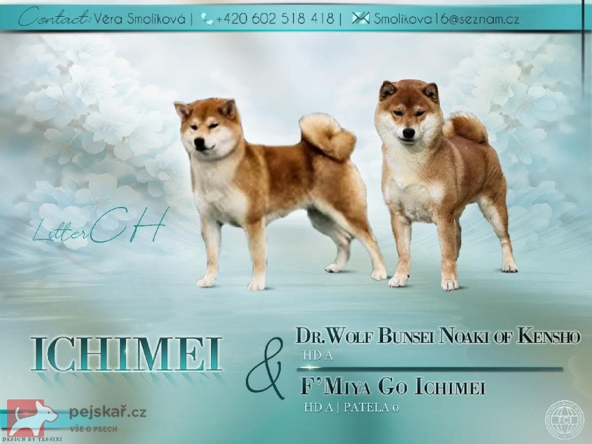 Shiba Inu Ichimei