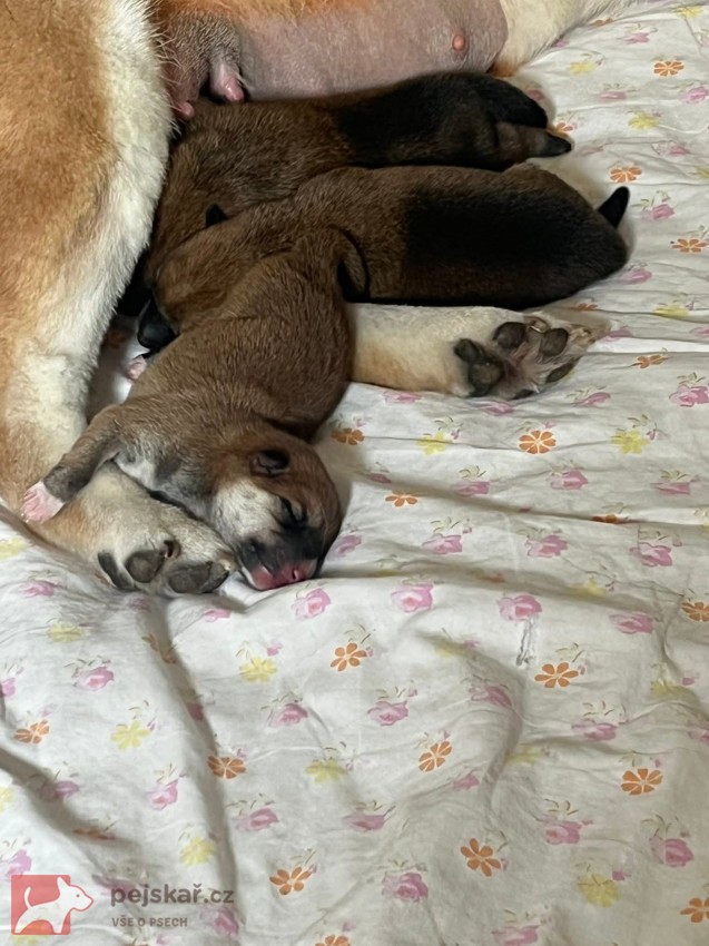 Shiba Inu Ichimei
