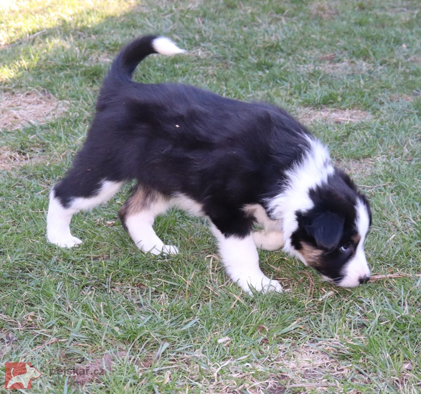 Štěňátka Border kolie s PP Štěňátka Border kolie s PP