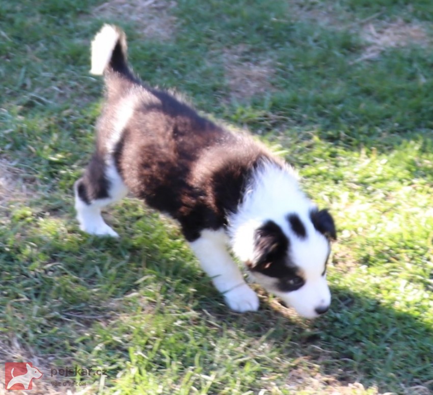 Štěňátka Border kolie s PP Štěňátka Border kolie s PP