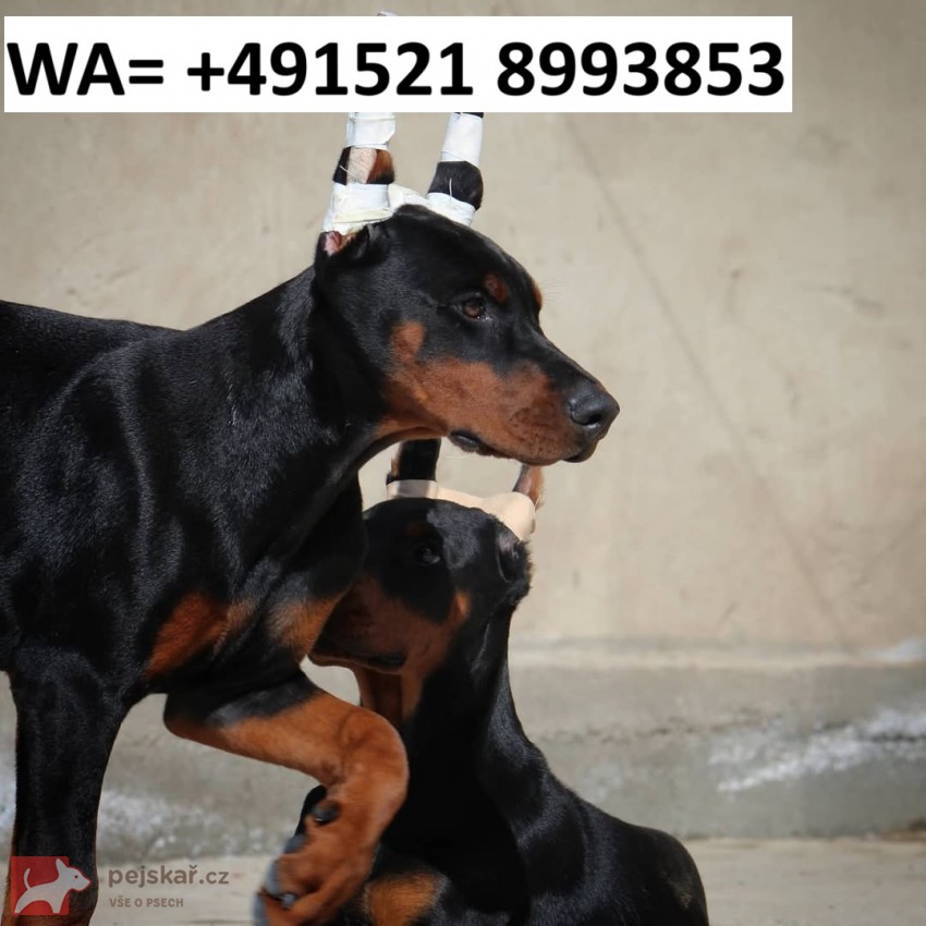 Štěně dobermana s PP