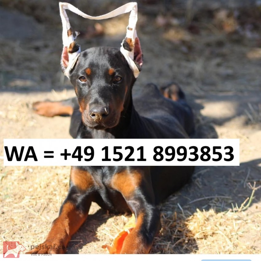 Štěně dobermana s PP