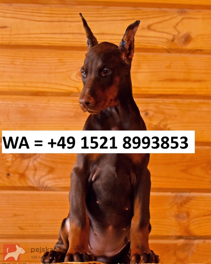 Štěně dobermana s PP