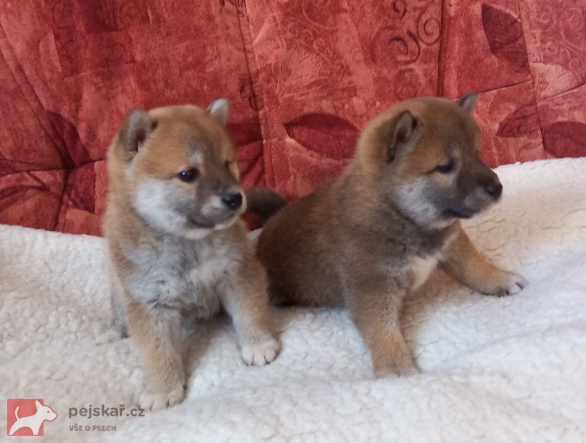 Shiba inu