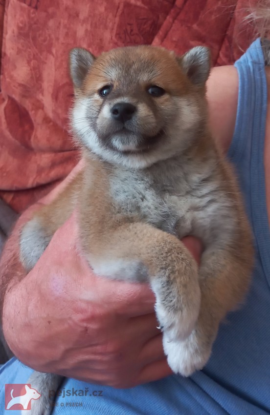 Shiba inu