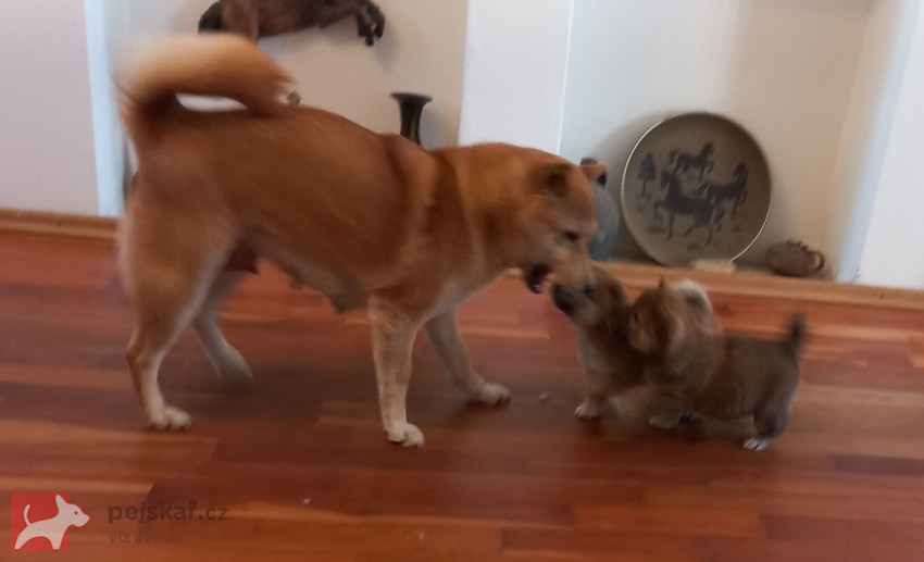 Shiba inu