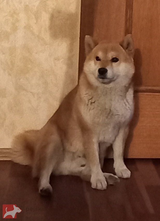 Shiba inu