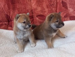 Inzerce psů Shiba inu