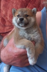 Shiba inu