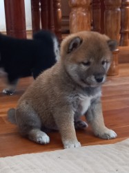 Shiba inu