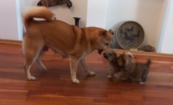 Shiba inu