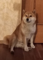 Shiba inu