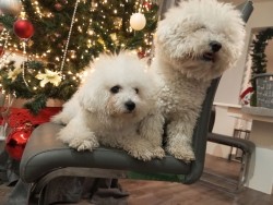 Yasmin White Candlemas, Eddie Campanella Blanca 