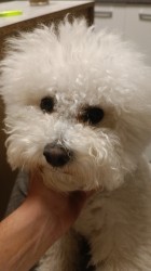 Eddie Campanella Blanca 