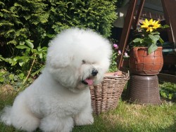 Eddie Campanella Blanca 