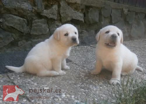 Labrador smetanová štěňátka s PP
