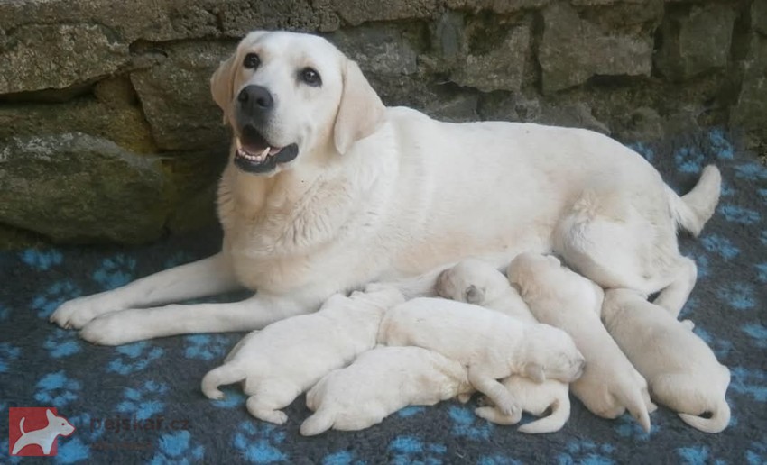 Labrador smetanová štěňátka s PP