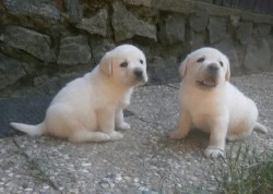 Inzerce psů Labrador smetanová štěňátka s PP