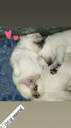 Labrador smetanová štěňátka s PP