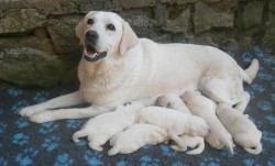 Labrador smetanová štěňátka s PP