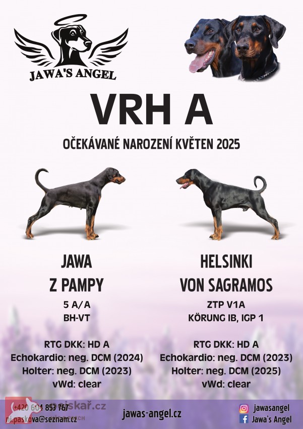 štěňata dobrmana s PP- vrh A (Jawa's Angel)