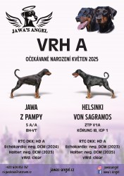 štěňata dobrmana s PP- vrh A (Jawa's Angel)