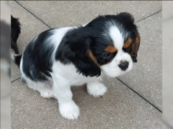 Inzerce psů Štěňata kavalírského king charles španěla