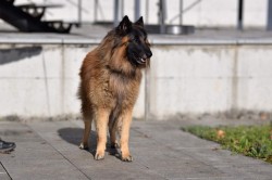 Belgický ovčák Tervueren - štěňátka s PP