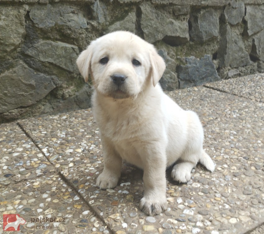 Labrador smetanová fenka s PP