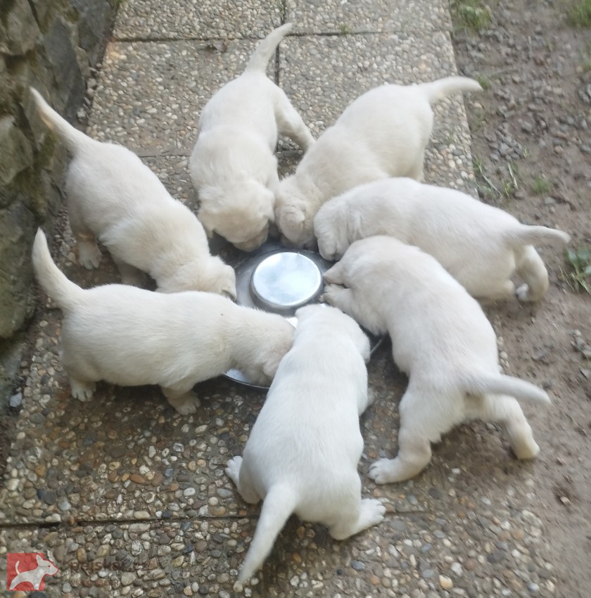 Labrador smetanová fenka s PP
