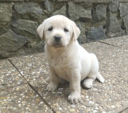 Inzerce psů Labrador smetanová fenka s PP