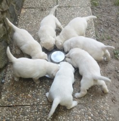 Labrador smetanová fenka s PP