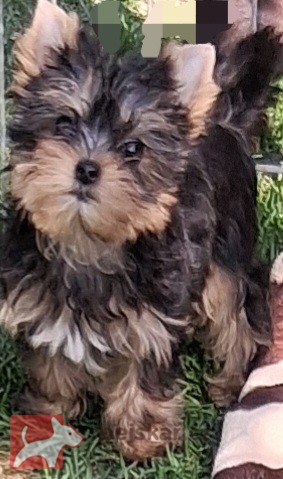 Yorkshire terrier s PP