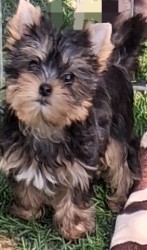 Inzerce psů Yorkshire terrier s PP