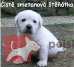 Labrador smetanová štěňátka s PP