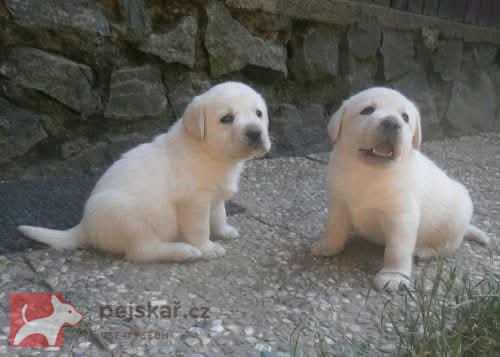 Labrador smetanová štěňátka s PP