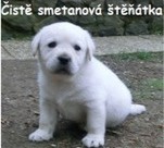 Inzerce psů Labrador smetanová štěňátka s PP