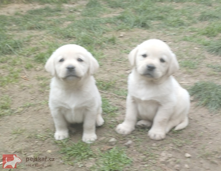 Labrador smetanová fenka s PP k odběru ihned