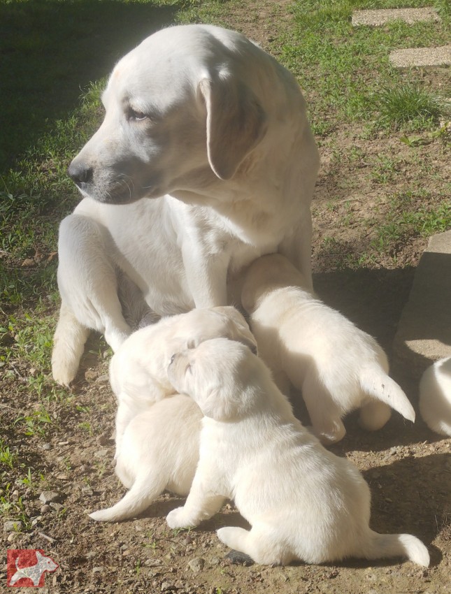 Labrador smetanová fenka s PP k odběru ihned