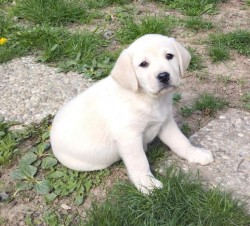 Inzerce psů Labrador smetanová fenka s PP k odběru ihned