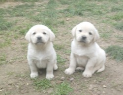 Labrador smetanová fenka s PP k odběru ihned