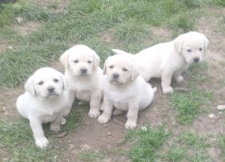 Labrador smetanová fenka s PP k odběru ihned