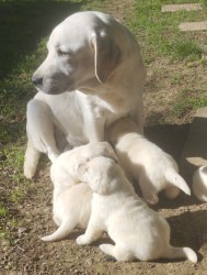 Labrador smetanová fenka s PP k odběru ihned