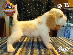 Inzerce psů Beagle pejsek s PP